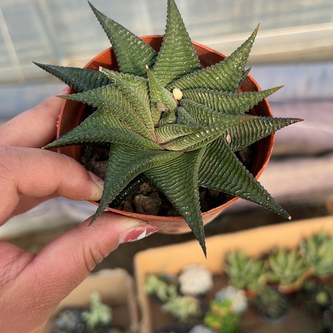 多肉植物琉璃殿单头