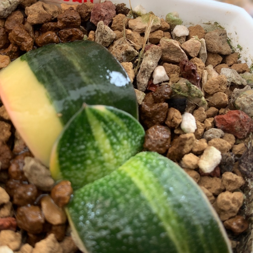 【闪购商品】273蜗牛