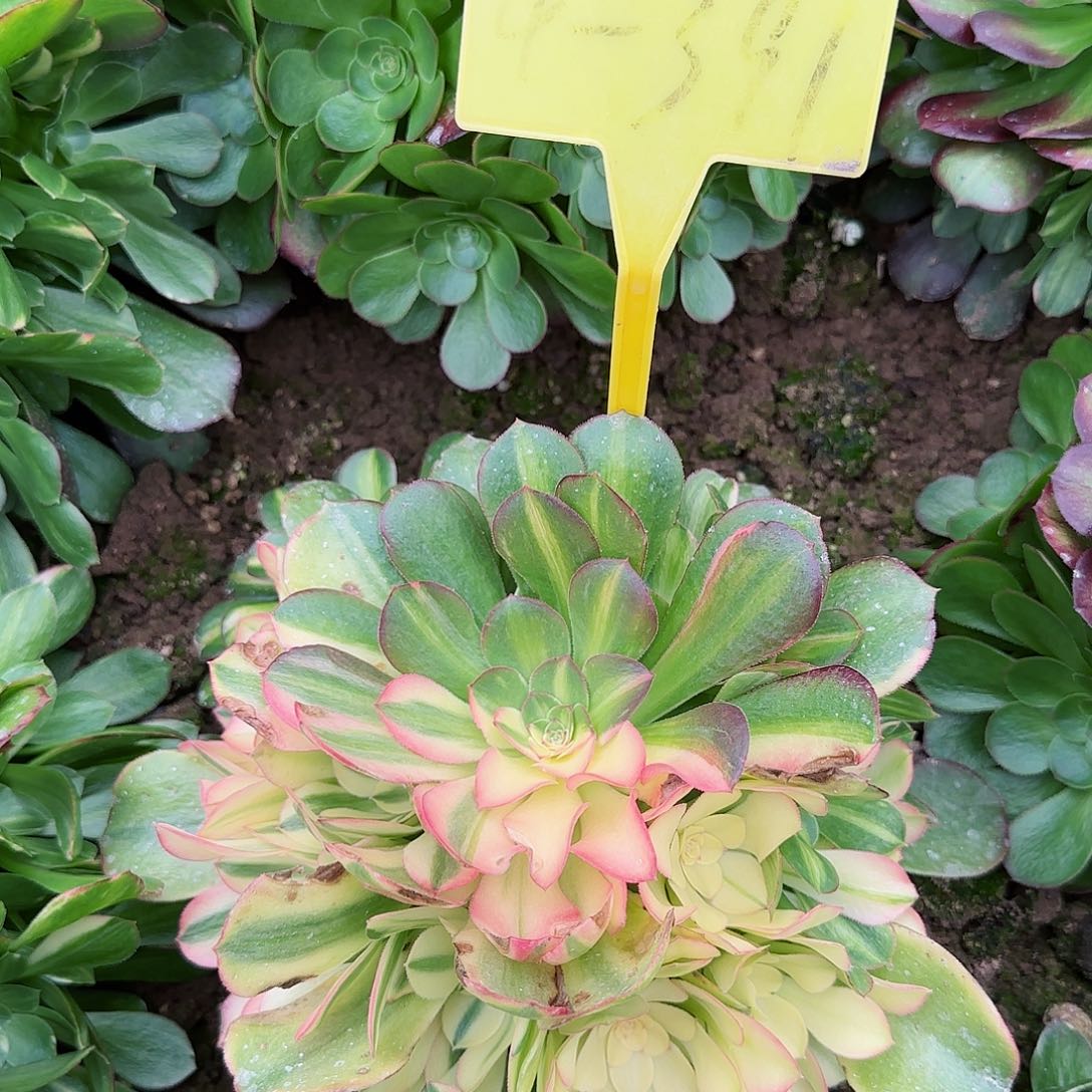 4-391--+多头多肉植物