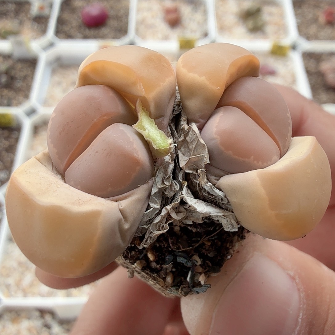 多肉植物多肉植物