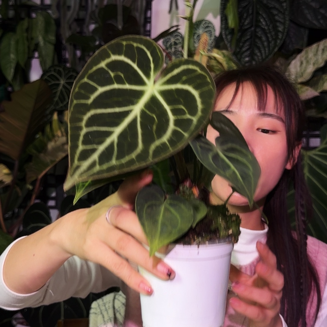 完全开放Q125克莱恩