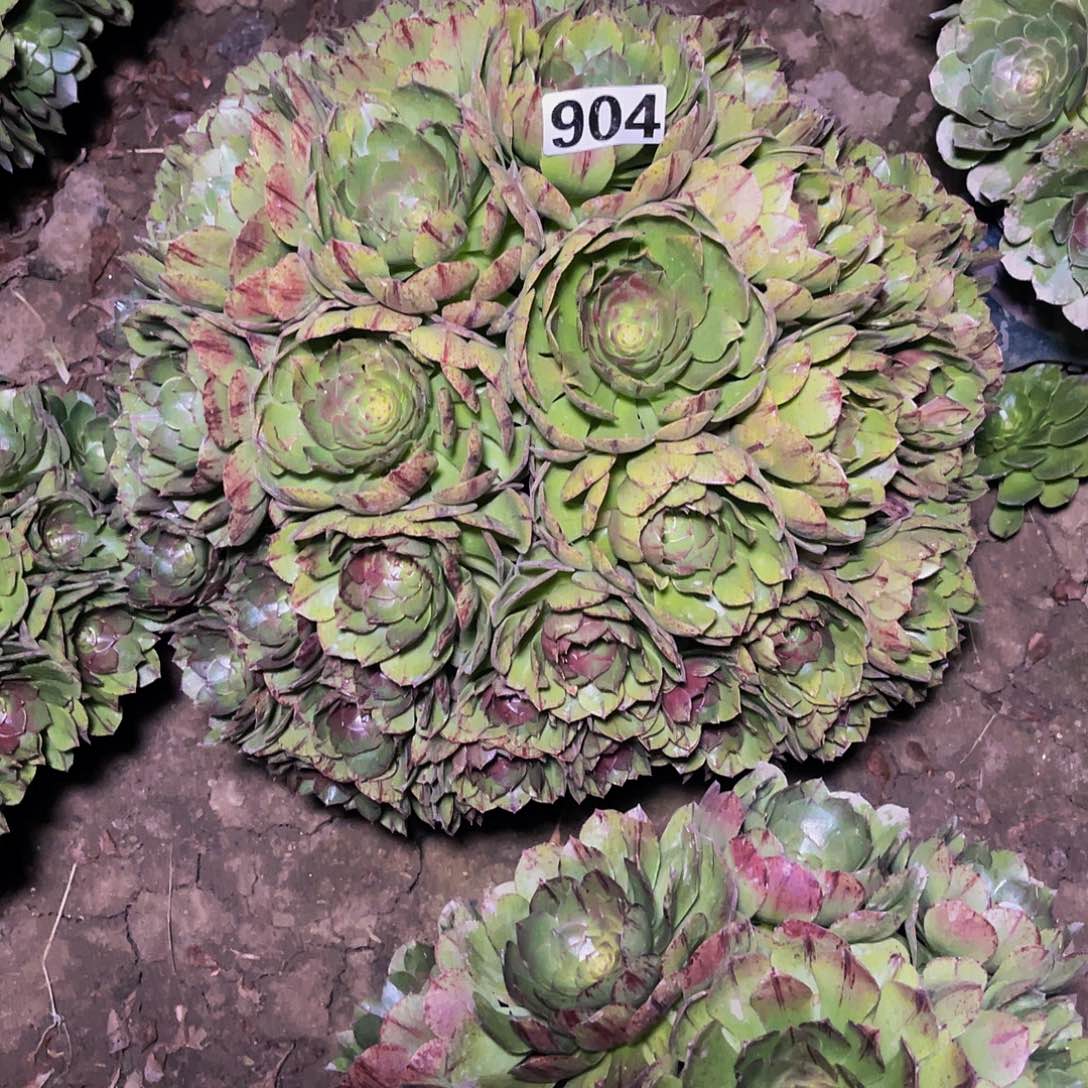 万圣节拉丝14-10包邮法师