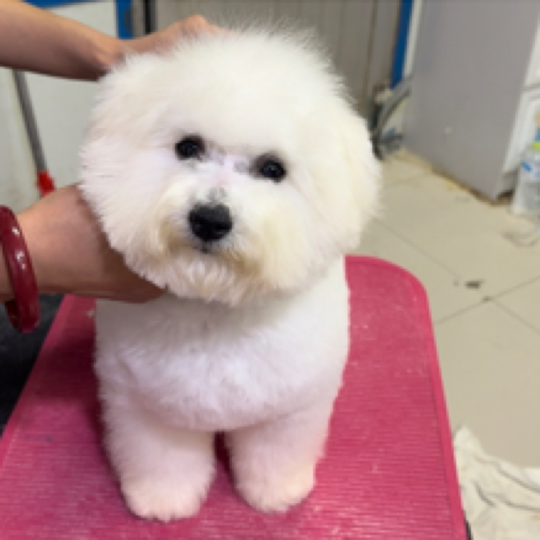 六个月比熊妹妹赛级比熊母犬