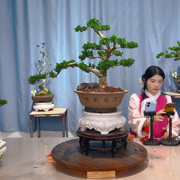 无花朵广东皱皮雀舌黄杨