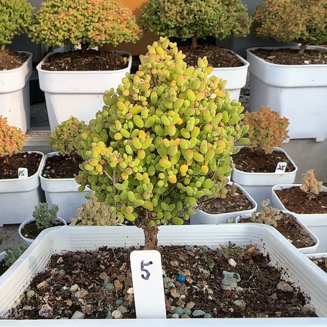 蜜橘糖球枝干番杏