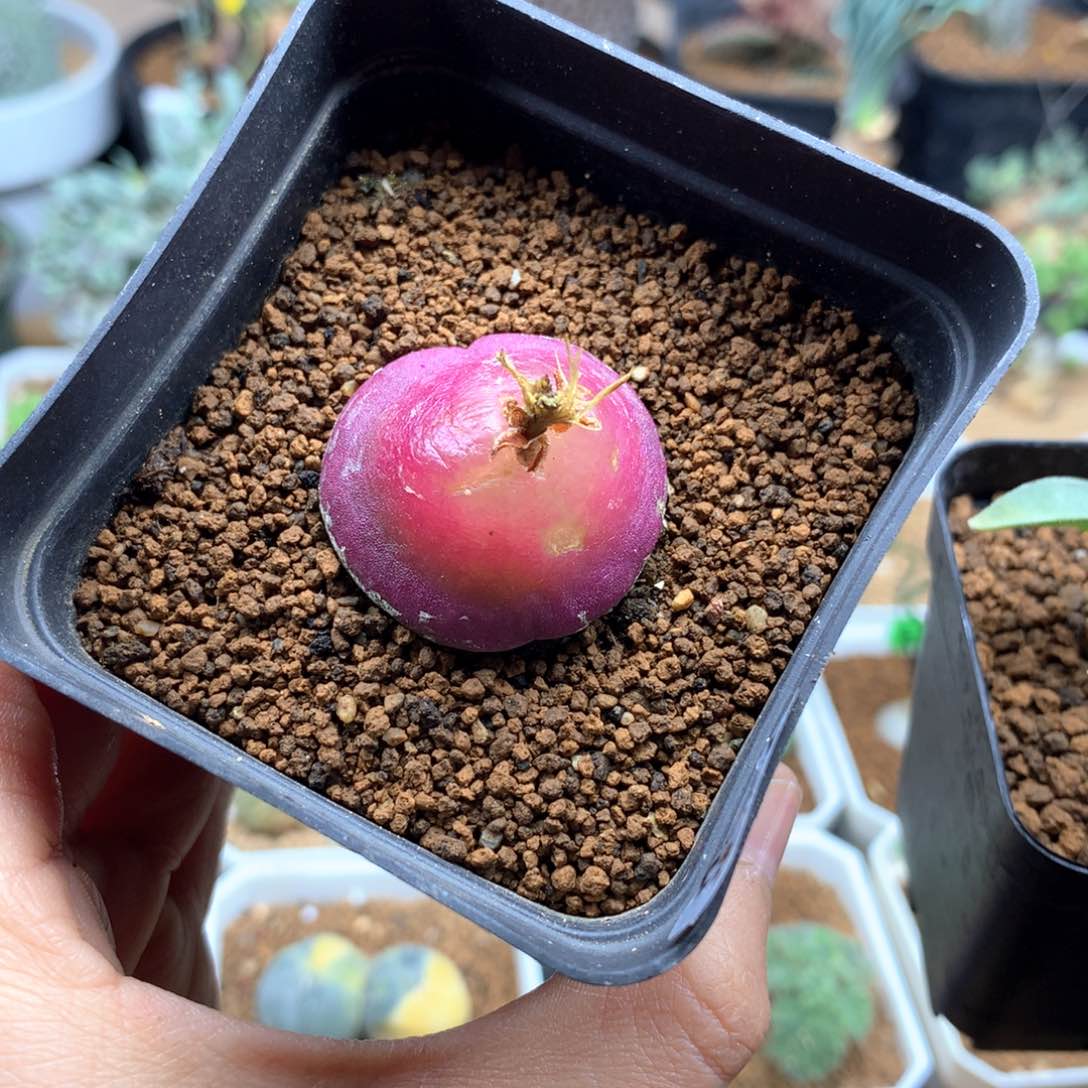 灯泡母本带盆3cm有老伤