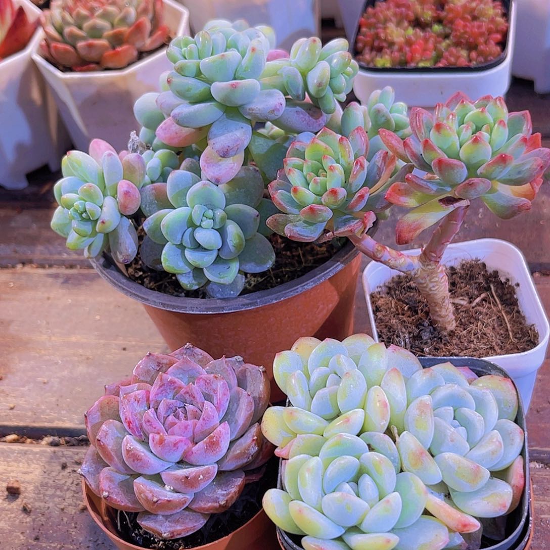 大劳尔➕蓝苹果多头➕阿尔巴➕冰玉多头➕罗卡