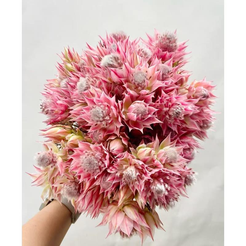 稀有小众多头粉新娘鲜切花云南基地直发