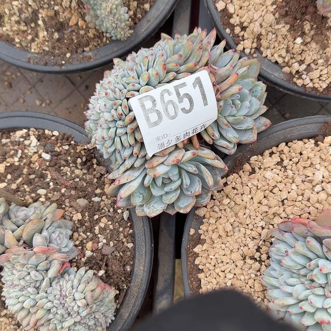 闲***吱星影缀化有点小瑕