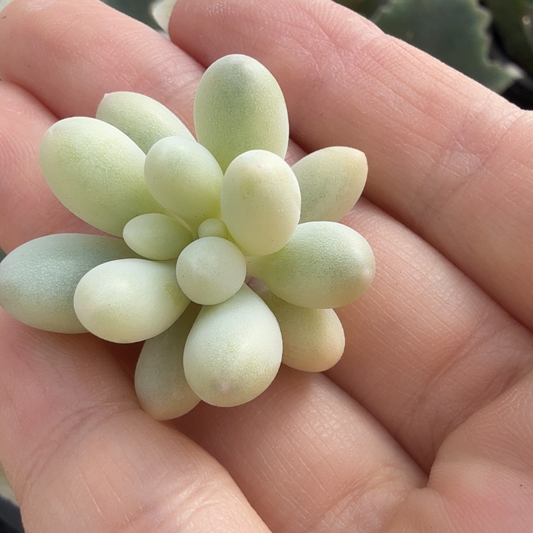 那***光婴儿手指锦，多肉植物，头盖无根