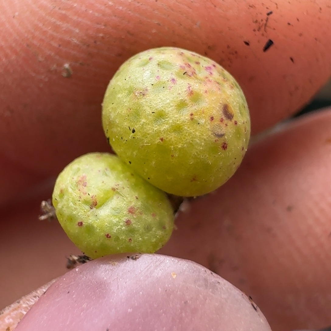 89花猫斑马0000000000