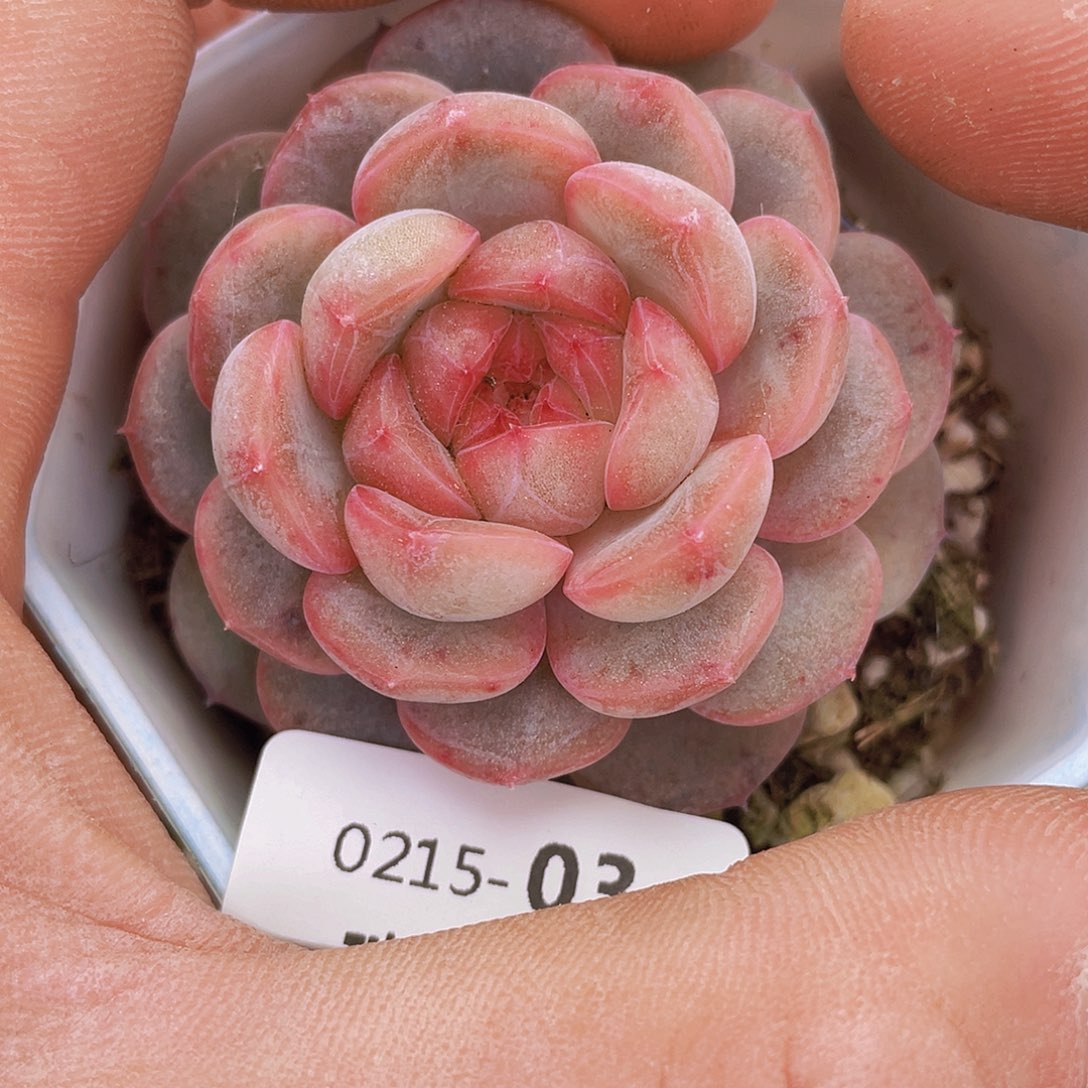 00000000000003奖牌