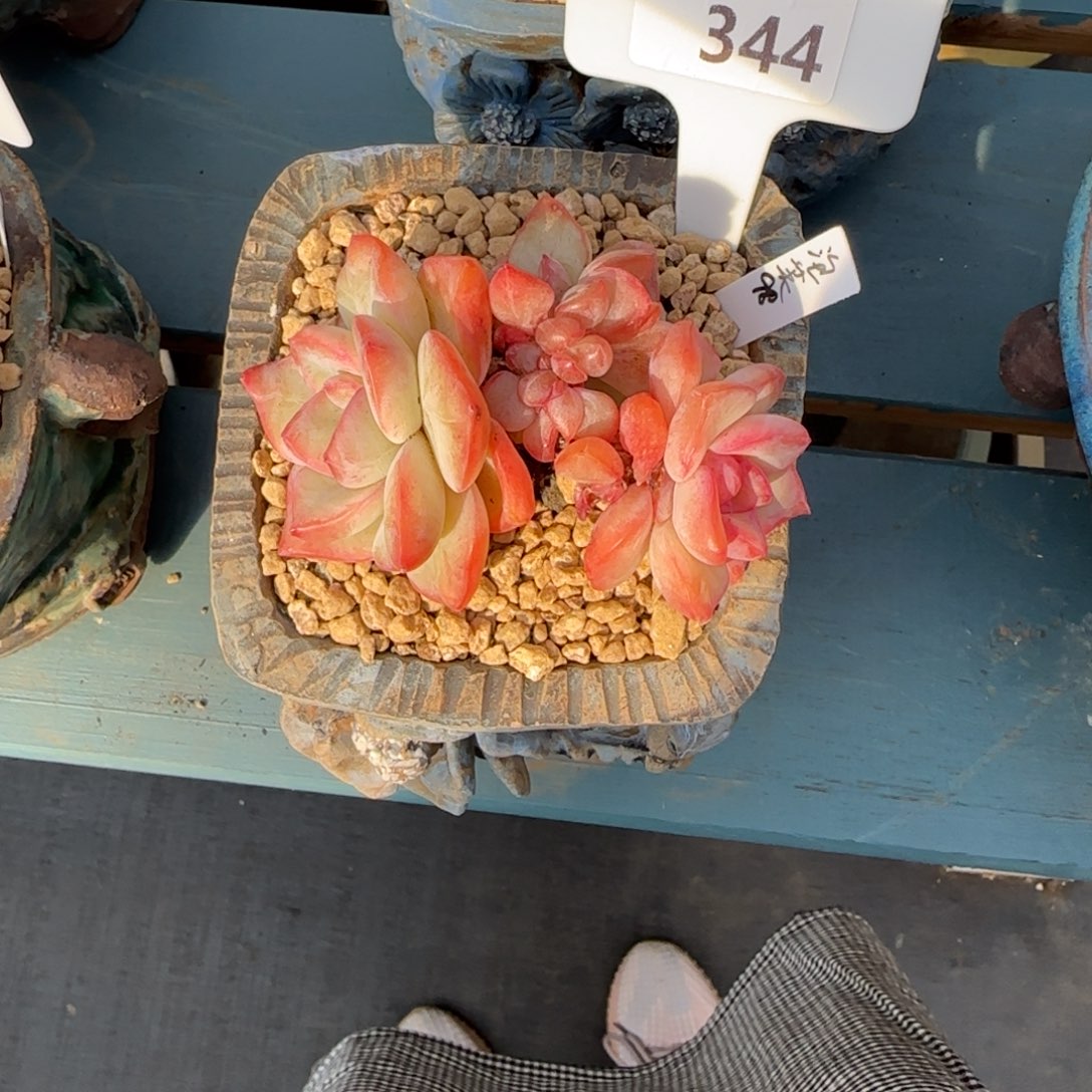 一物一拍344发货111111