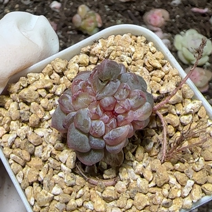 104 号王者系列多肉一盒