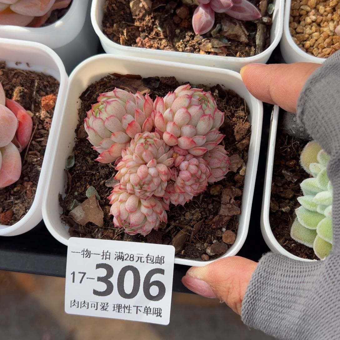 小红船多肉多肉多肉