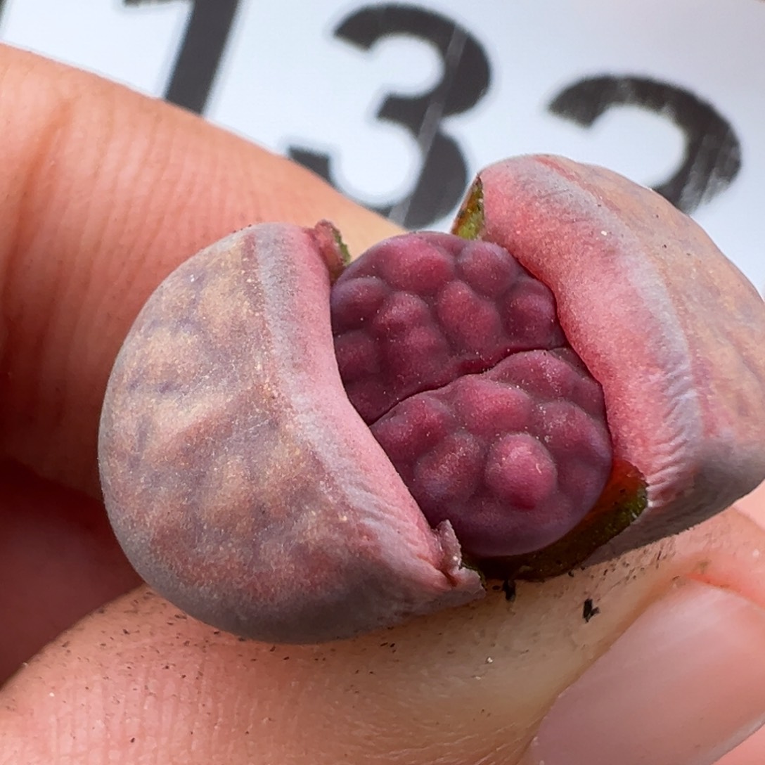 1.16好看的多肉132