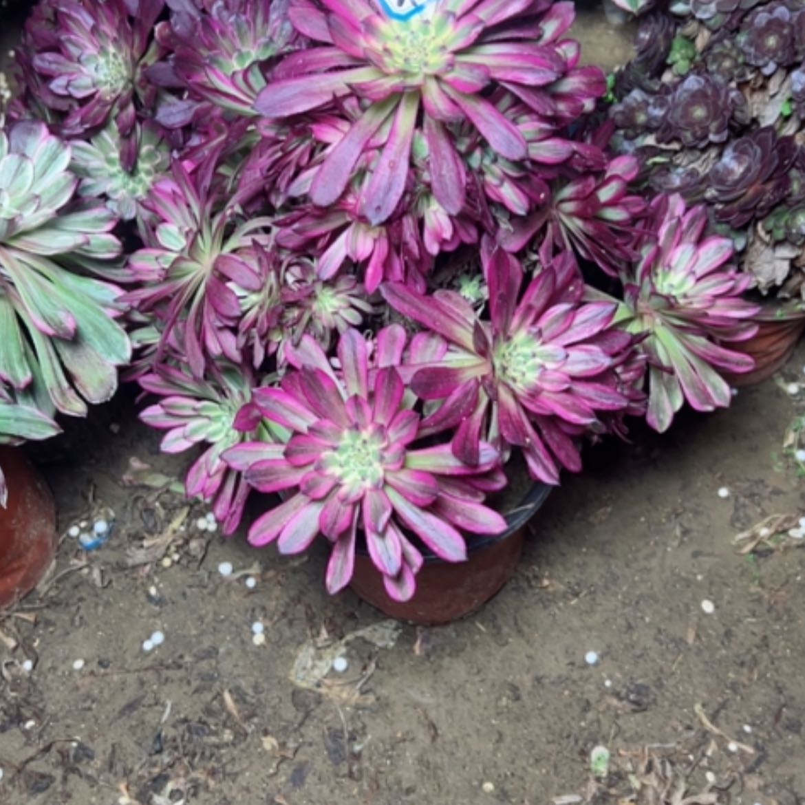 【闪购商品】多肉植物舞天姬44