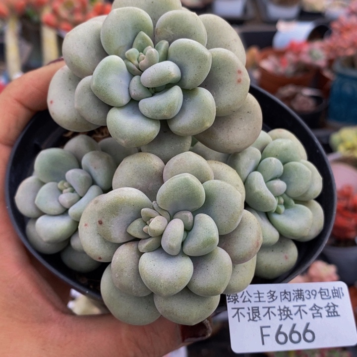 艾伦不包整8vm666多肉植物