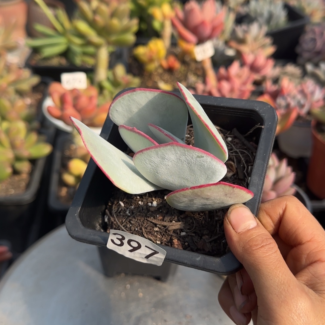 397号 一物一拍一物一拍