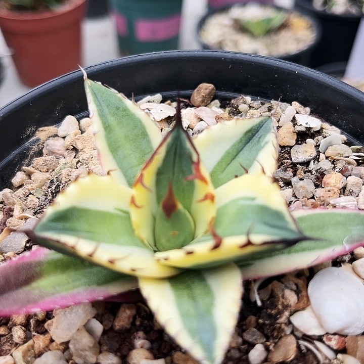 潮流植物狂刺龅牙，带背刺，