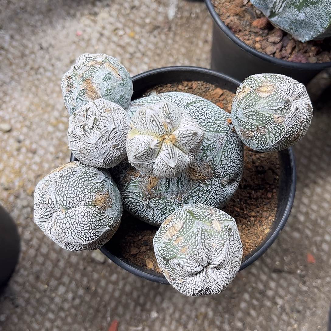 用***7无花朵嗯，总多头实话一刻