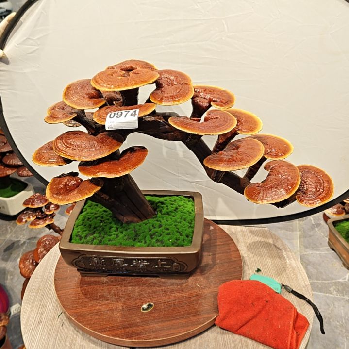 天*灵芝盆景高端大气上档次