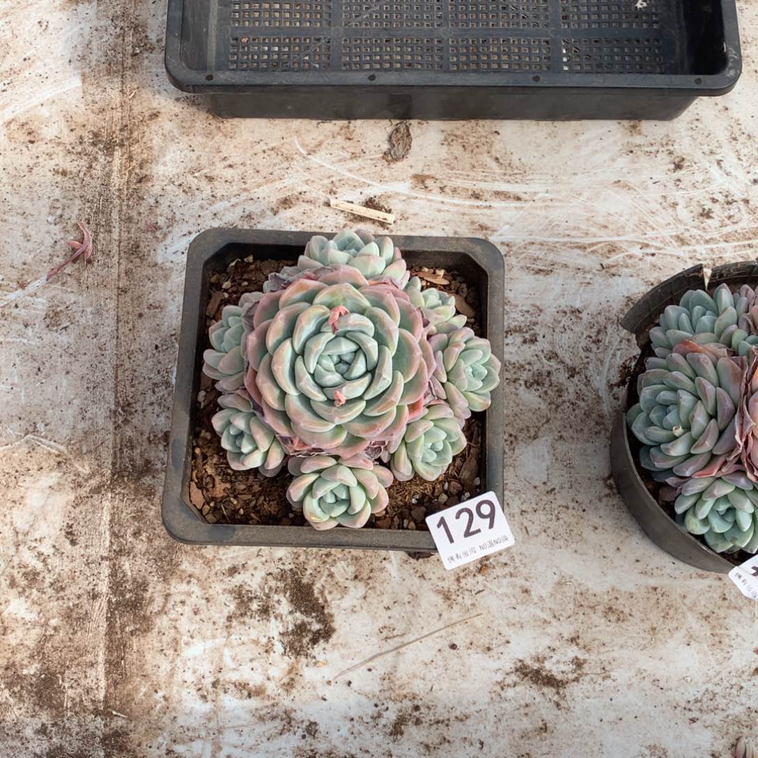 129冰玉手捧多肉植物