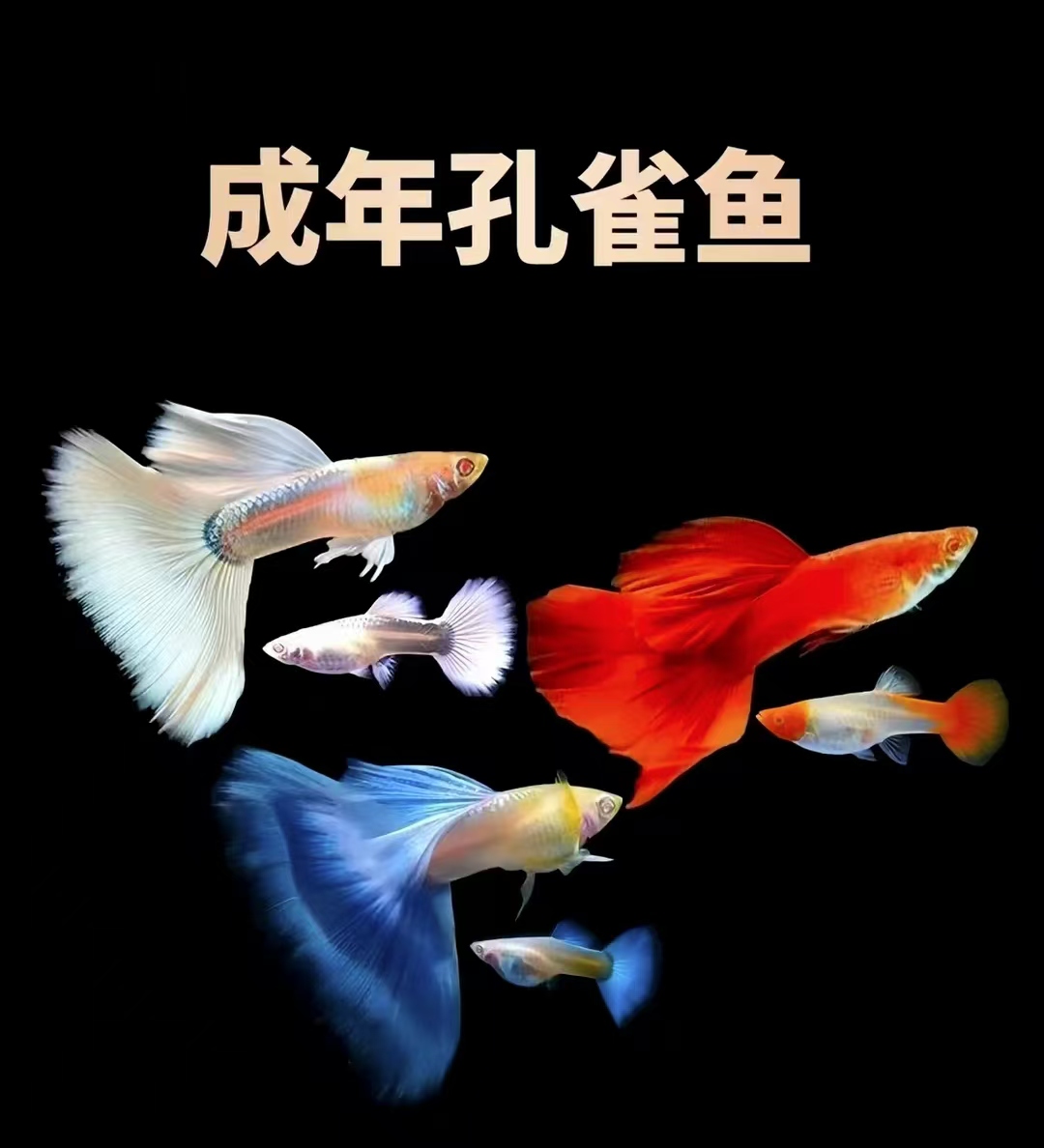 （花老虎）孔雀鱼小型热带观赏鱼纯种好养耐活适合新手养殖
