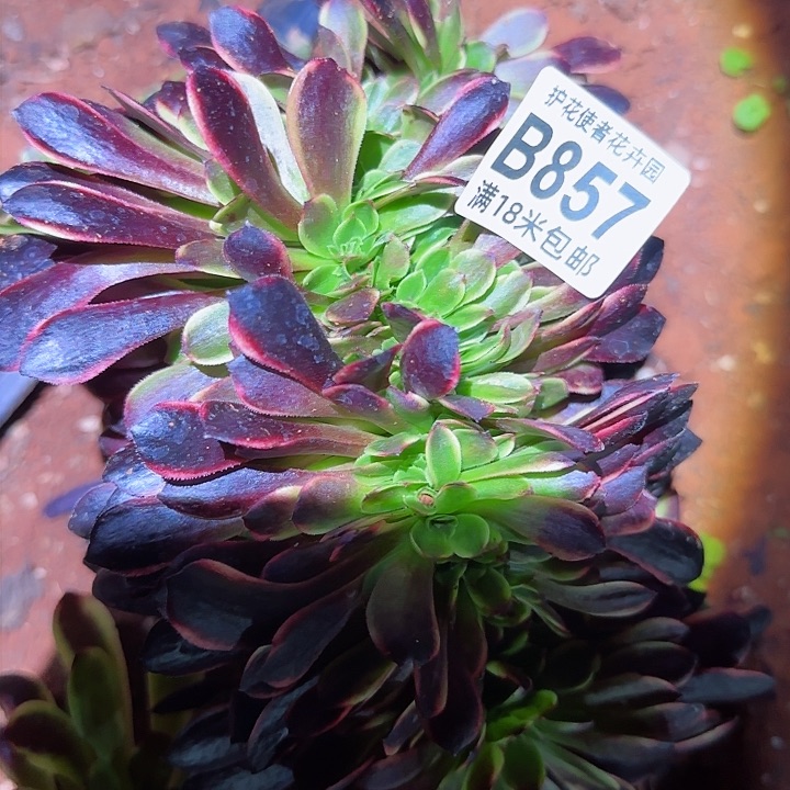 多肉法师欧嘉莉一体化