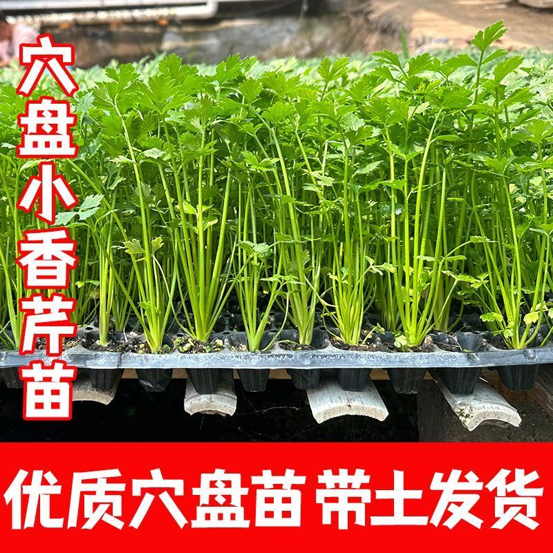 耐热芹菜苗小香芹四季种植蔬菜苗阳台小院盆栽地栽带土幼苗易成活