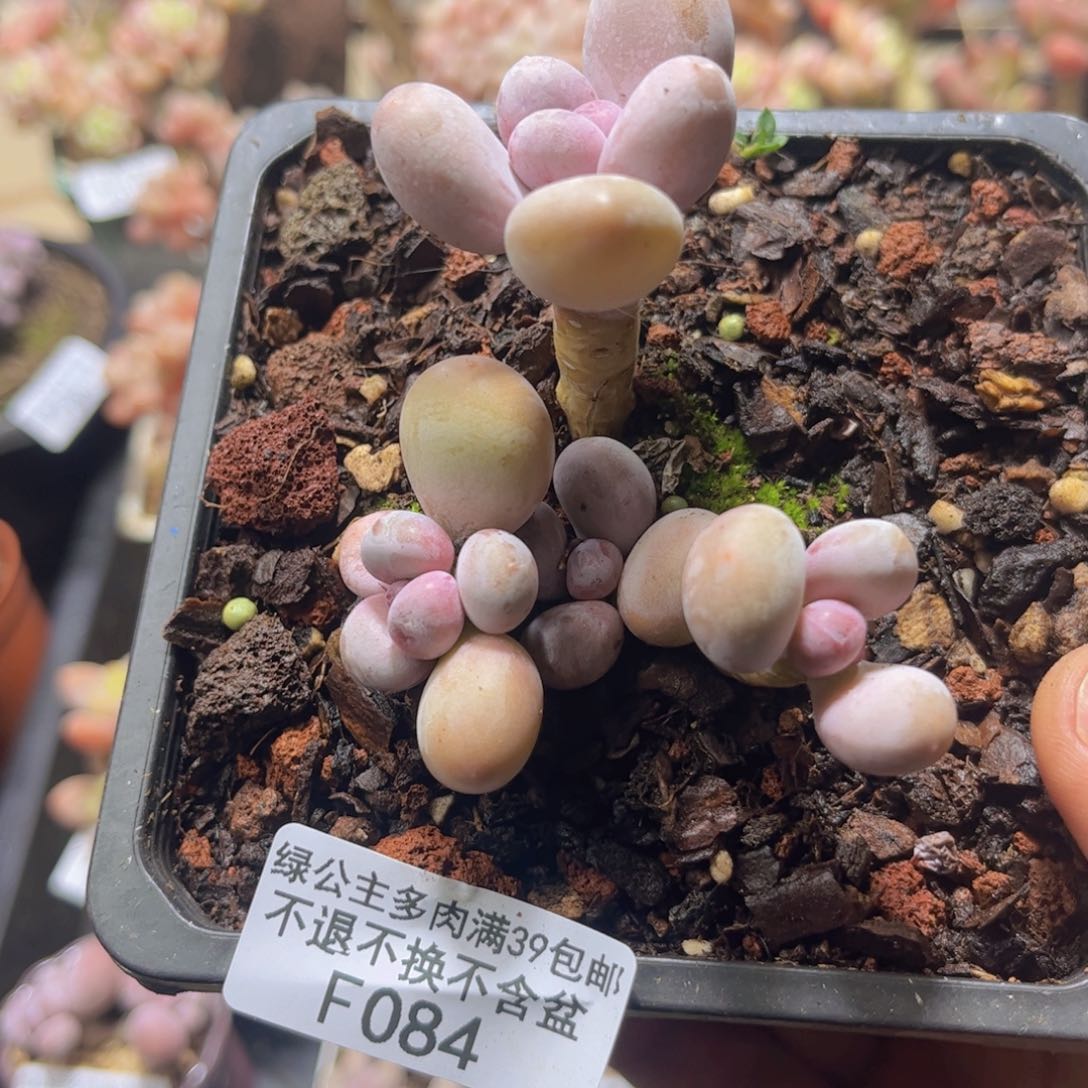 084四头彩虹奶7c m