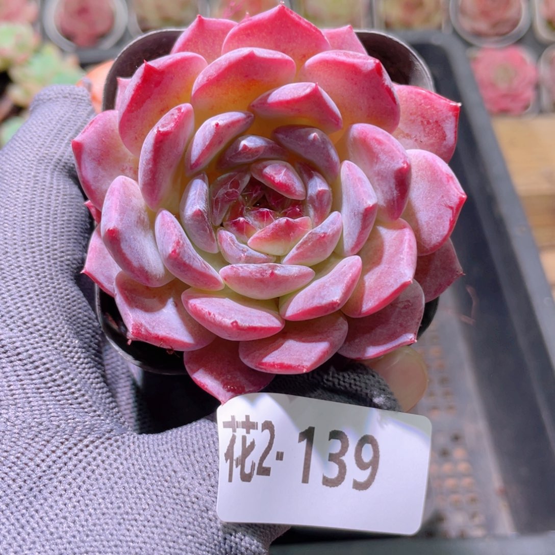 花利美 2-139颜霜