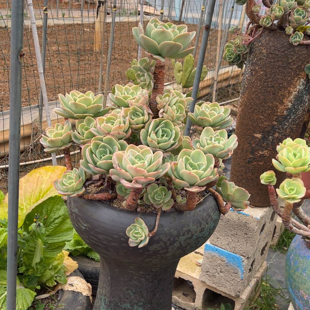 清货大骑兵带盆不包物流