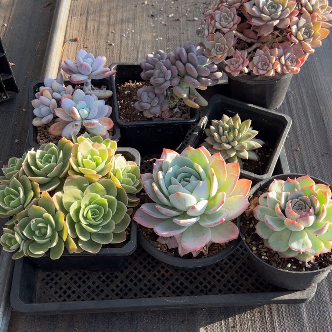 1118424 框拍特价7颗多肉不售后