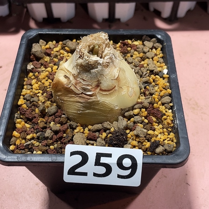 259产地大GN弹簧草