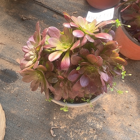 1700欧紫多肉法师锦