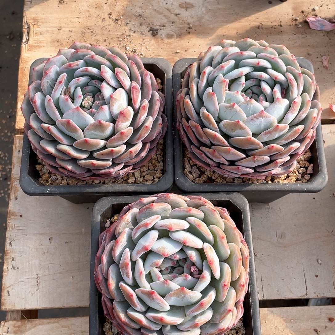 多肉植物多肉植物