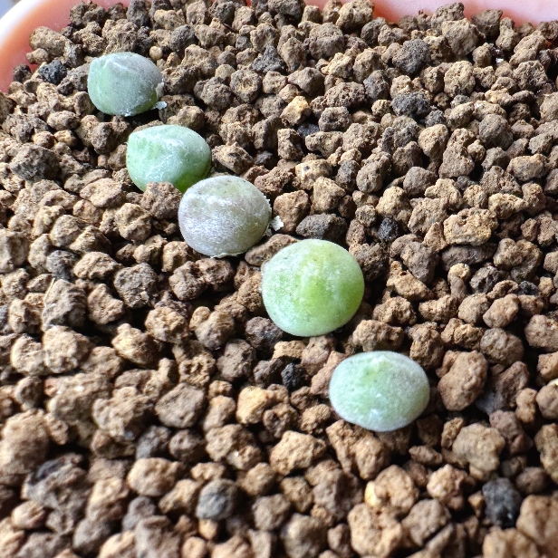 56多肉植物肉锥猫耳空蝉一颗
