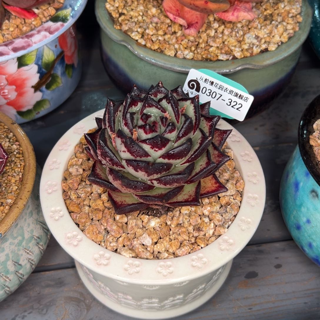 多肉一物一拍0307-322