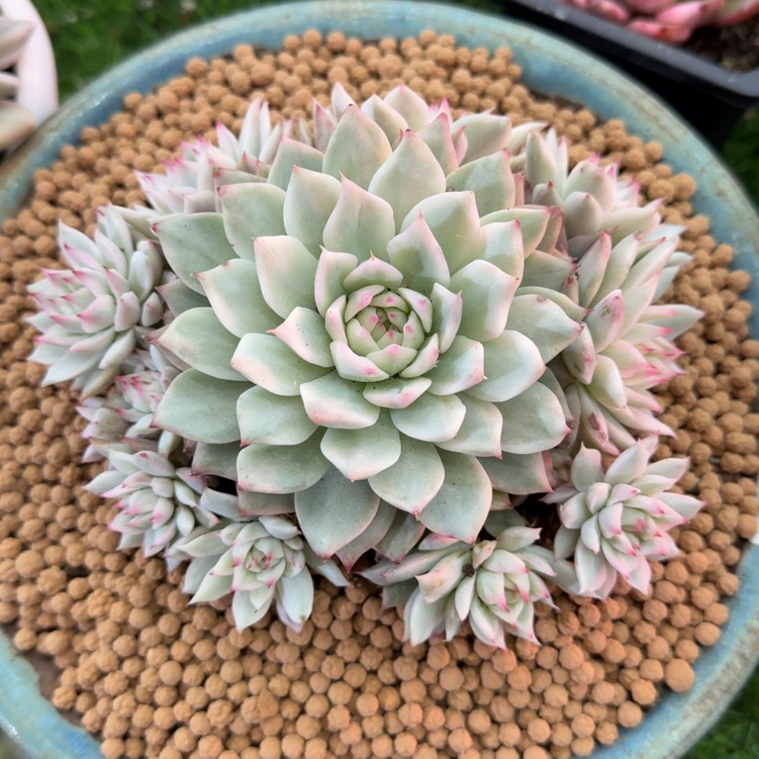 Tp锦群多肉植物的时候