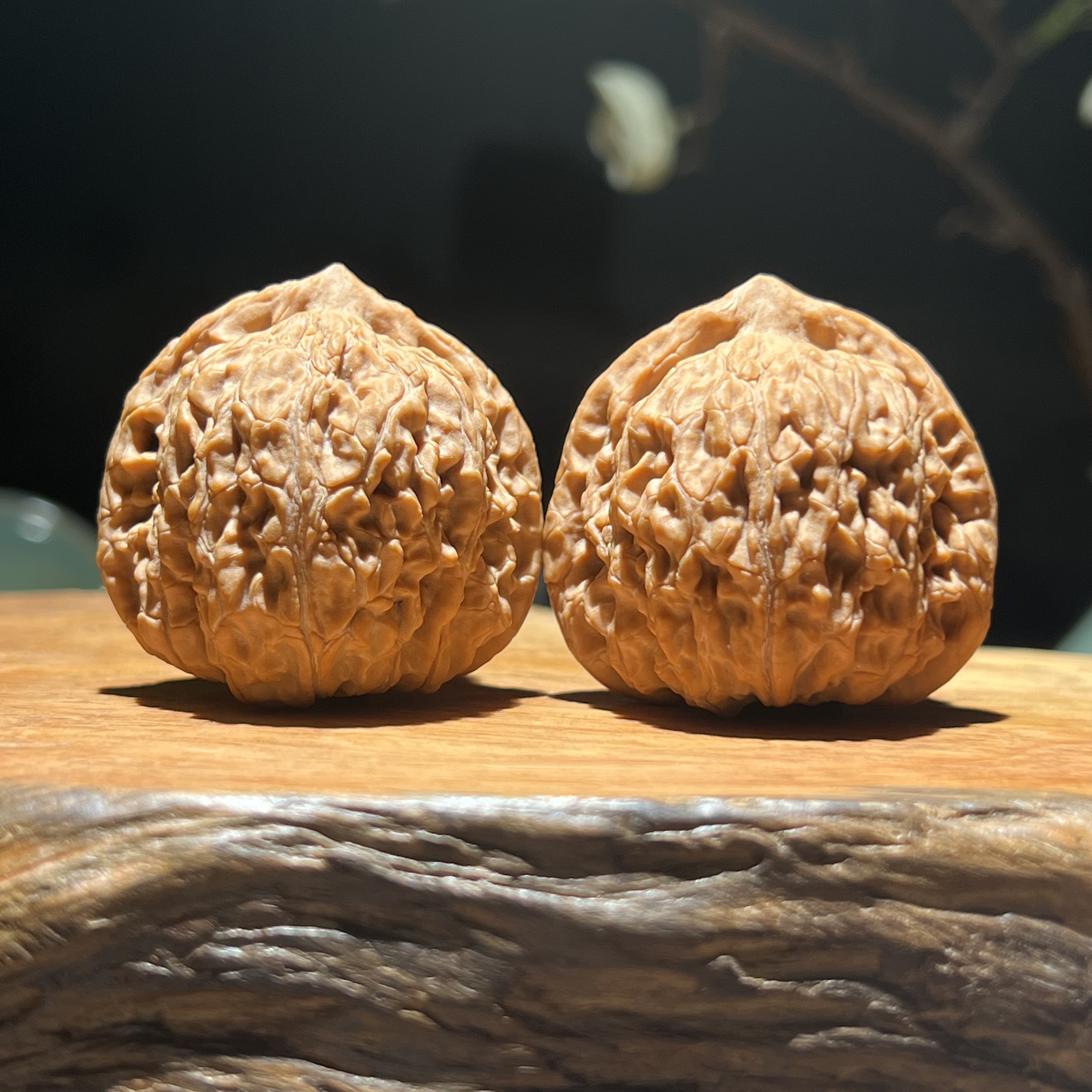 承德四喜  四喜丸子  四喜元宝  40大尺寸