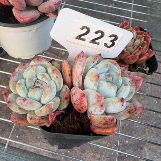 223橙子 一物一拍多肉