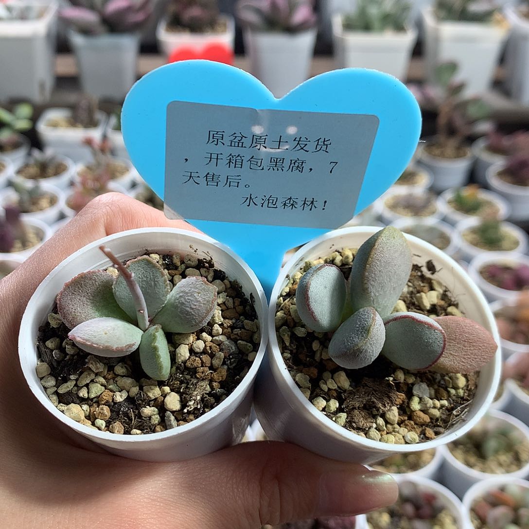 多肉水泡— 新手组合5