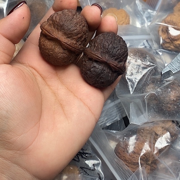 文玩核桃把件53号41mm