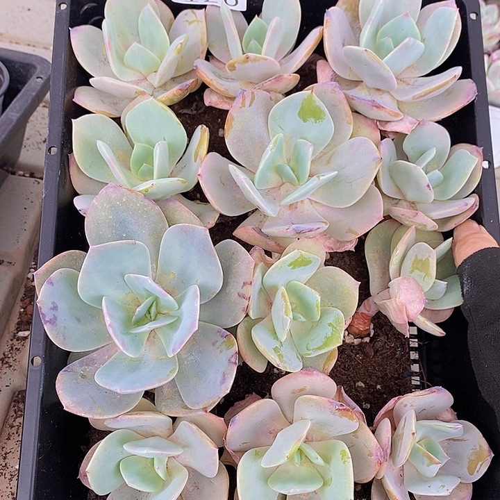 126 多肉植物盆栽花卉植物