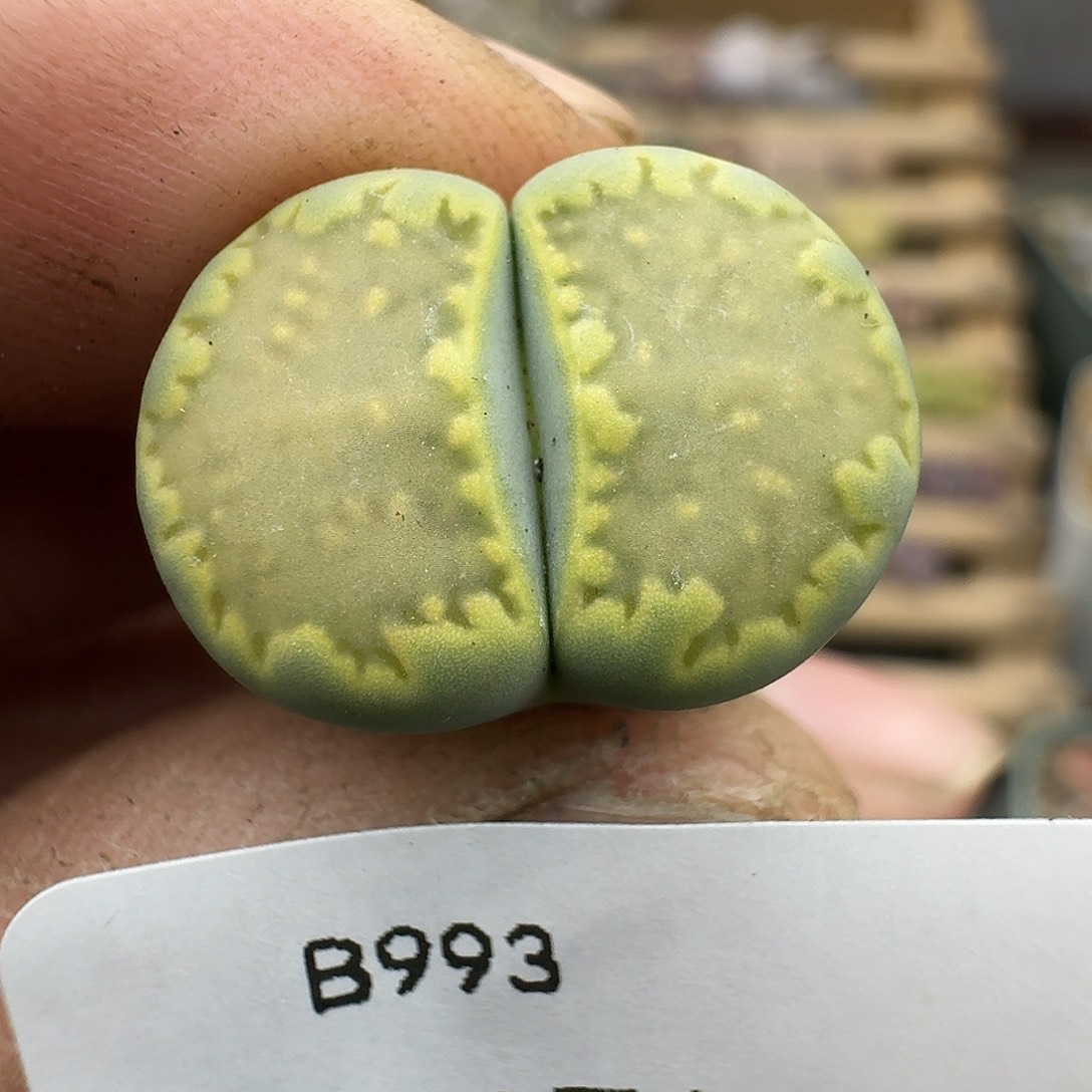 燕***爷993多肉哈哈哈哈哈哈哈哈