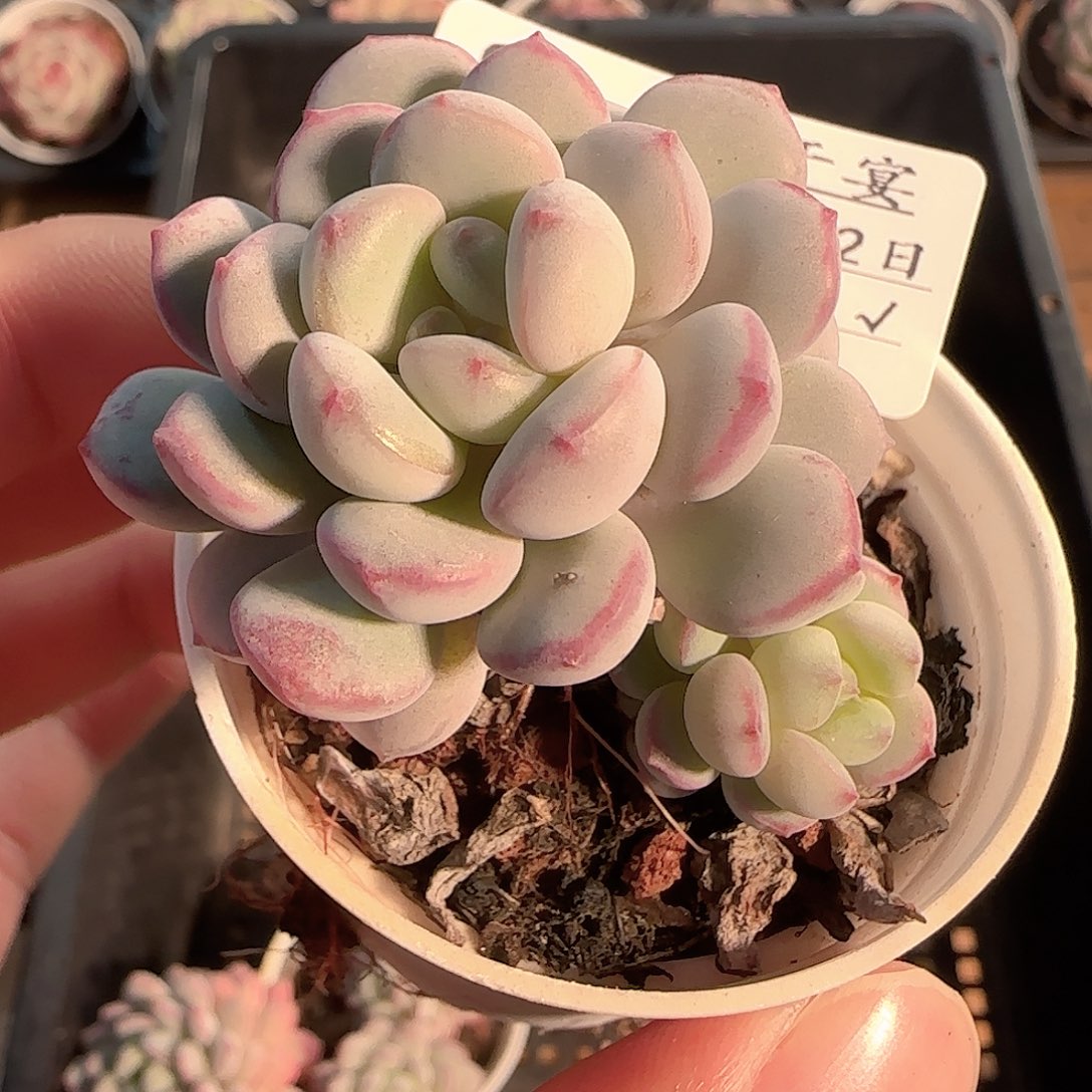 多肉1202-85萌豆萌豆