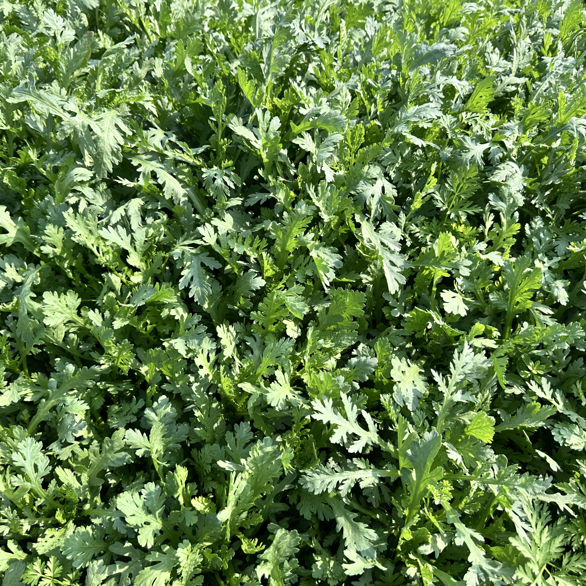 【顺丰包邮】农家露天新鲜头茬嫩茼蒿