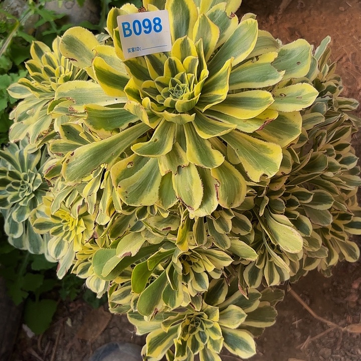 保时捷8-27-98偏远不包邮