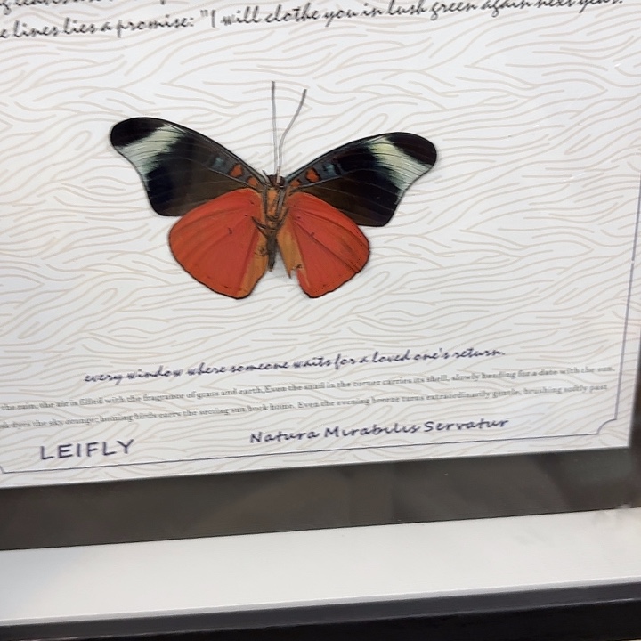 心***蝴蝶标本定制328@